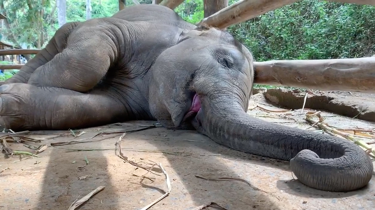 Elephant trunk sucking my dick