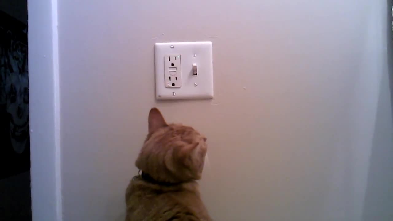 Хорош выключайся. Кот выключает свет. Кошачий переключатель. Выключение света.