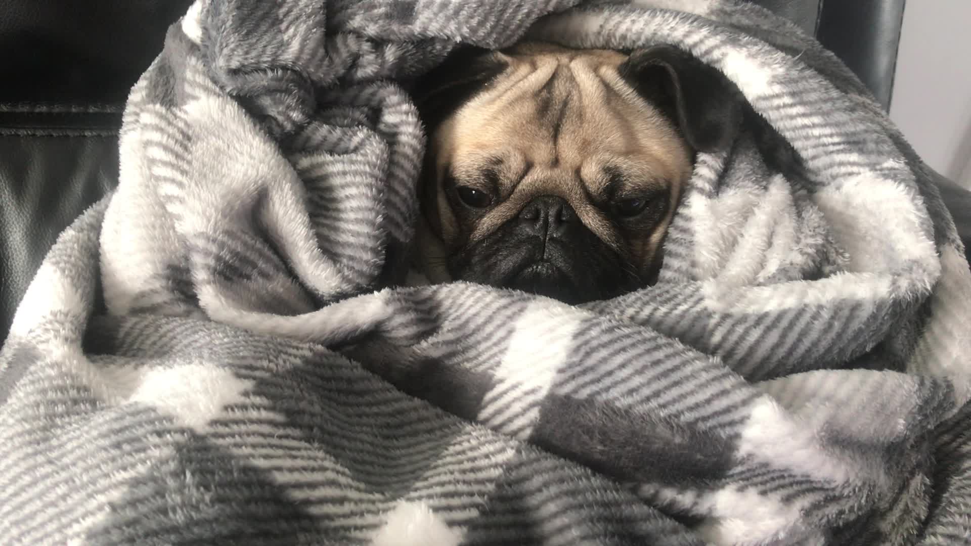 Мопс в одеяле