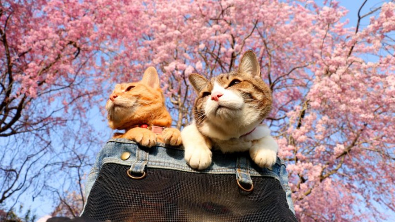Intrepid Japanese Explorer Cats Celebrate Stunning Cherry Blossom Season.