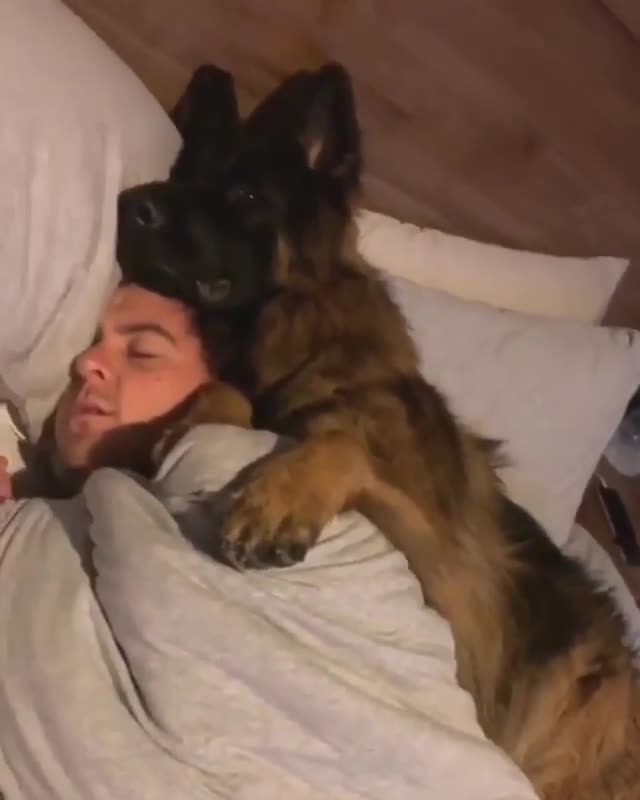 are german shepherd cuddly