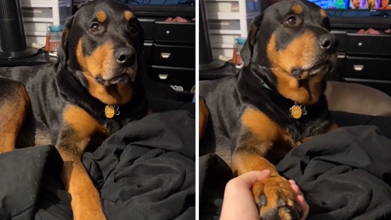 Rottweiler Gives Hilarious Eye When Asked To Hold Hands | Furry Funny Animal | ArcaMax Publishing