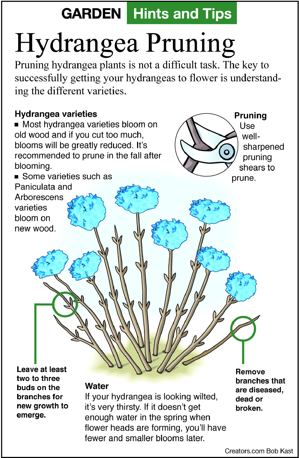 The Greener View Hydrangea Pruning Jeff Rugg Columns ArcaMax