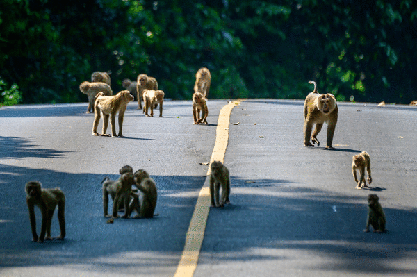 commentary-what-does-coconut-milk-have-to-do-with-endangered-monkeys