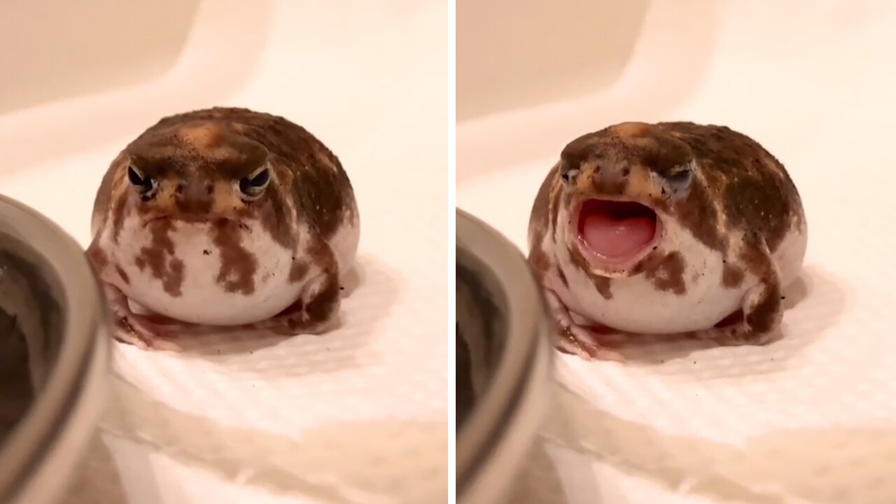 Tiny Round Rain Frog Has The Cutest Yawn Ever | Furry & Funny Animal ...