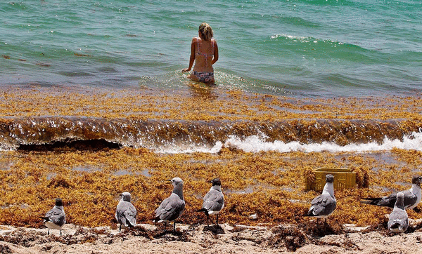Seaweed mass expands reaches record tonnage in Florida Seaweed mass expands reaches record tonnage in Florida