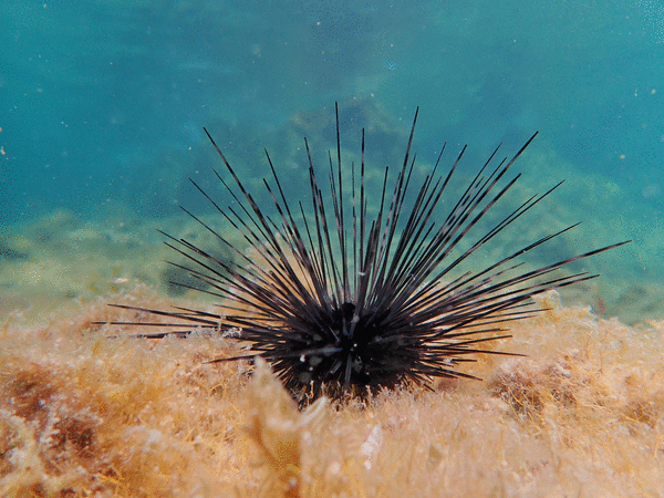 Sea urchin dieoff threatens reefs from Florida to Caribbean Scientists hope to revive them Sea urchin dieoff threatens reefs from Florida to Caribbean Scientists hope to revive them