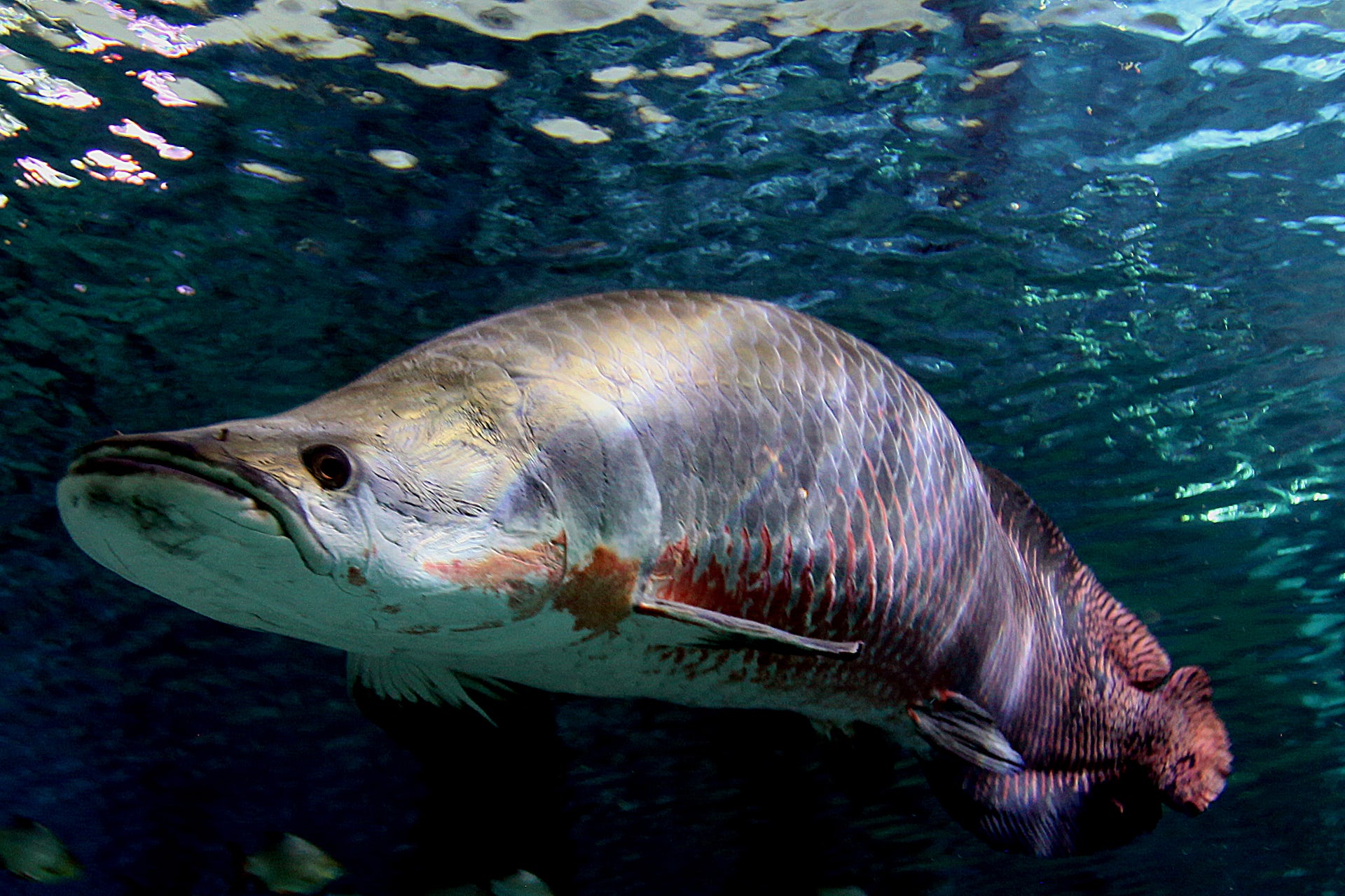 Arapaima Alert: 's Biggest Fish Is Going Extinct