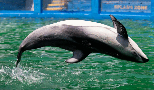 Dolphin Lobby Shop - Miami Seaquarium