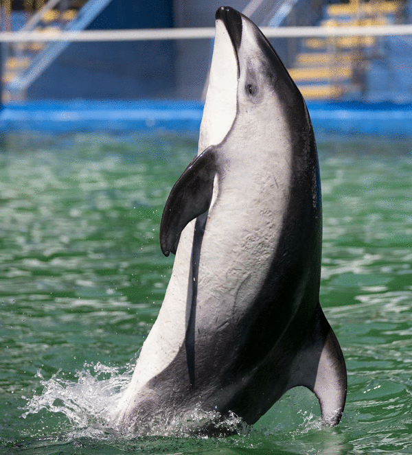 Dolphin Lobby Shop - Miami Seaquarium