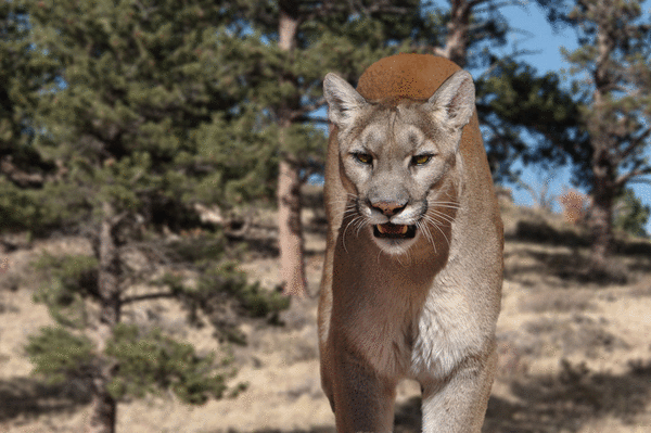 Group trying to get mountain lion hunting ban on Colorado's ballot, Colorado