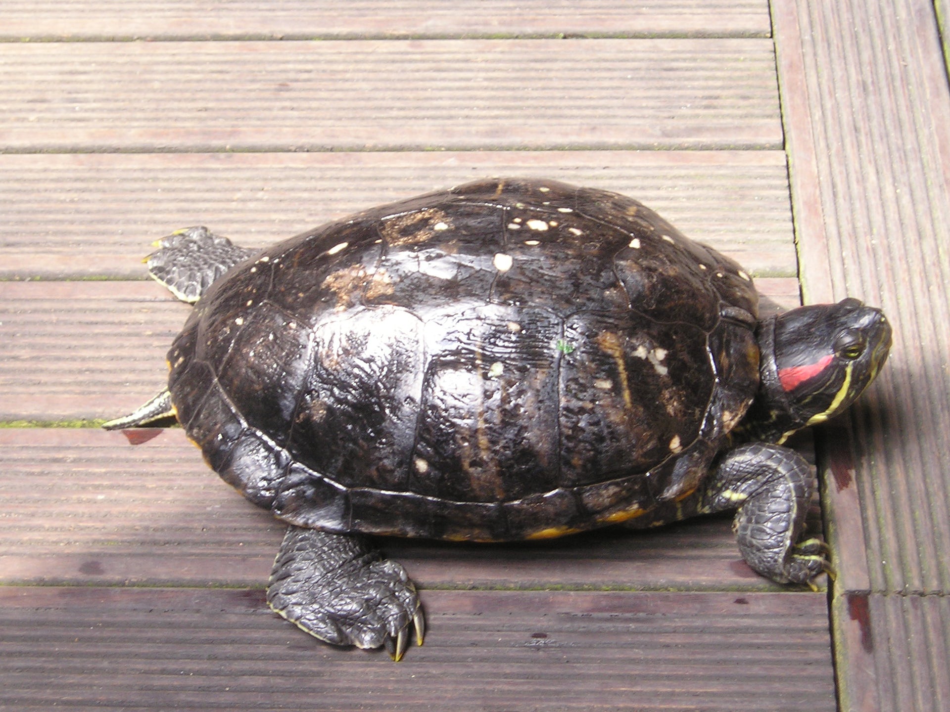 Frank the Tank: Richmond tortoise needs home