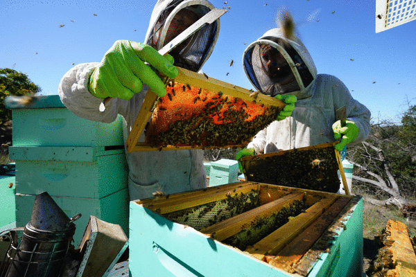 Meet Nordic Honey beekeepers — Nordic Honey