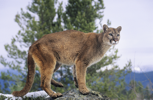 Spotting mountain lions is becoming a Pennsylvania pastime. But