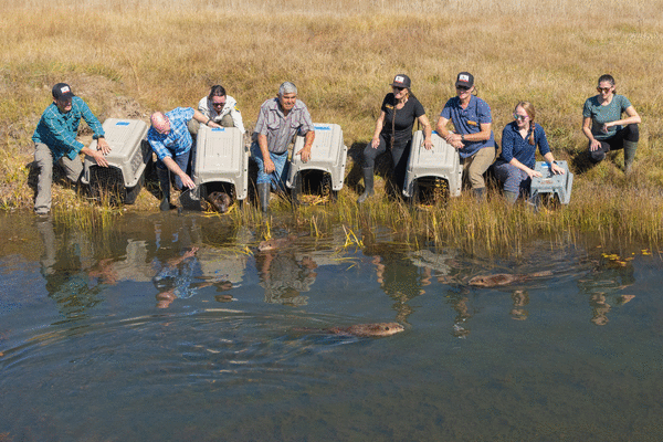 'Back Where They Belong': Beavers Released Into California Tribal ...