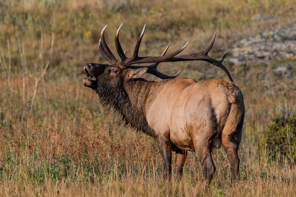 Third elk attack in days reported in Estes Park, Colorado, officials ...