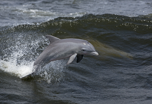 Why Are Dolphins In Gulf Of Mexico Testing Positive For Fentanyl? What ...