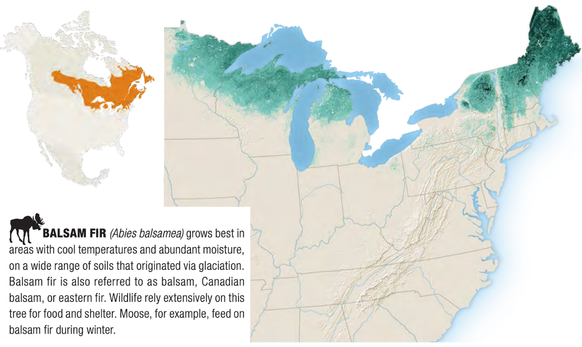 Real Or Artificial? A Forestry Scientist Explains How To Choose The ...