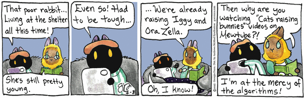 Breaking Cat News for 7/8/2025
