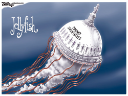 click or tap to zoom Congressional Jellyfish