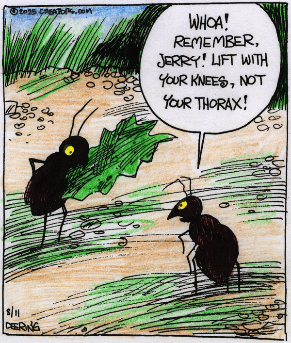 Strange Brew for 8/11/2025