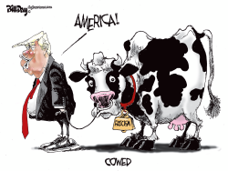 America Cowed