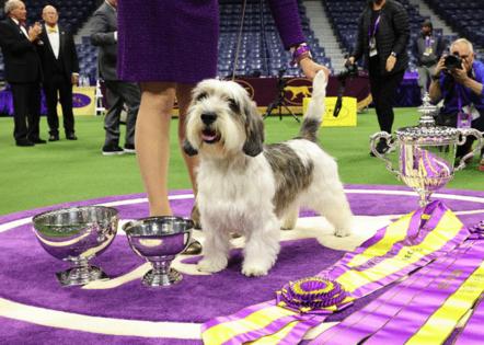 Cindy Ord/Getty Images for Westminster Kennel Club