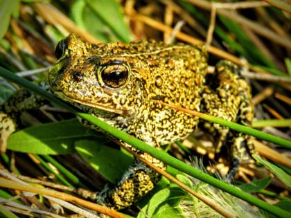 Patrick Donnelly/Center for Biological Diversity/TNS