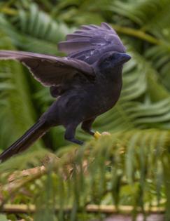 Ken Bohn/San Diego Zoo Wildlife Alliance/TNS