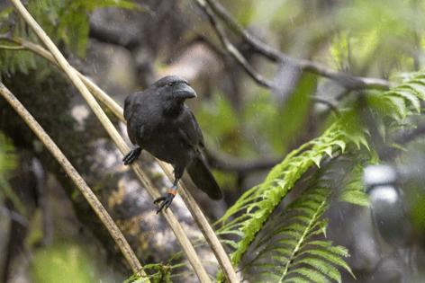 San Diego Zoo Wildlife Alliance/TNS