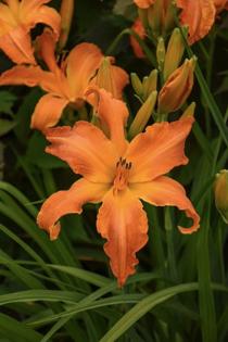Walters Gardens, Inc./Norman Winter/TNS