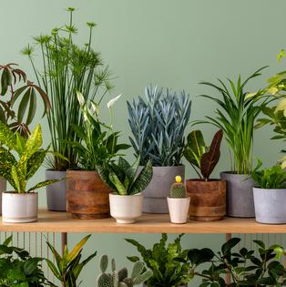 Don’t let your plants suffer during your much-needed vacation. (FollowTheFlow/Getty Images/TCA)