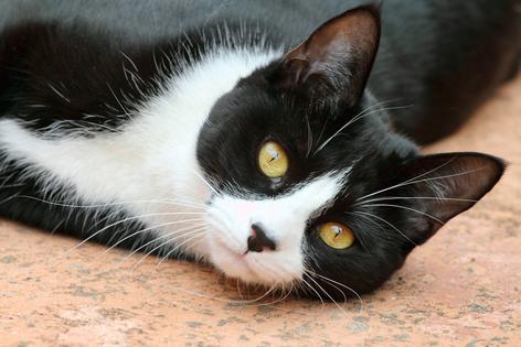 Older cats, especially those with anxiety or trauma in their past, can change, slowly, writes Cathy M. Rosenthal.  (Dreamstime/TNS)