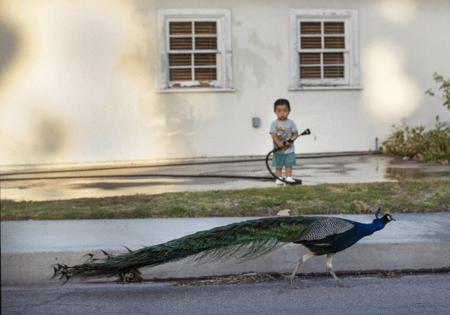 Mel Melcon/Los Angeles Times/TNS