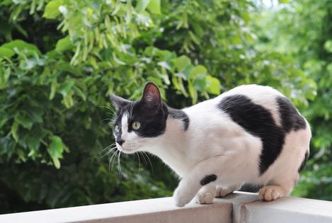 Studies show that bells on a cat collar can reduce hunting success by about 50 percent, writes Cathy M. Rosenthal. (Catiamadio/Dreamstime/Tribune Content Agency)