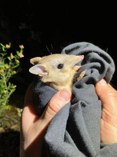 Hayley Charlton-Howard/Australian Wildlife Conservancy PRESS RELEASE/TNS