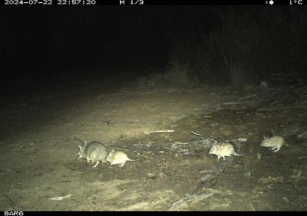 Australian Wildlife Conservancy PRESS RELEASE/TNS