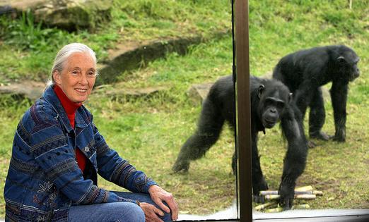 Sydney, AUSTRALIA:  World-renowned primatologist and chimpanzee expert Dr Jane Goodall visits Sydney's Taronga Zoo, 14 July 2006, to observe the extended family of 19 chimpanzees. Dr Goodall whose reputation stands on decades of ground-breaking research with wild chimpanzees at Gombe in Tanzania, is conducting a national awareness tour to highlight the plight of wild chimpanzees.   AFP PHOTO/Greg WOOD  (Photo credit should read GREG WOOD/AFP via Getty Images)