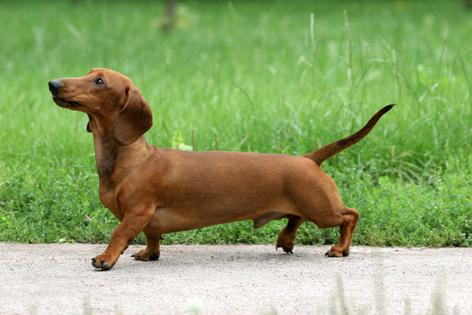 Dachshunds are independent thinkers, but with structure, consistency, and the right approach, they can absolutely learn the rules of the house, writes Cathy M. Rosenthal. (Dreamstime/TNS)