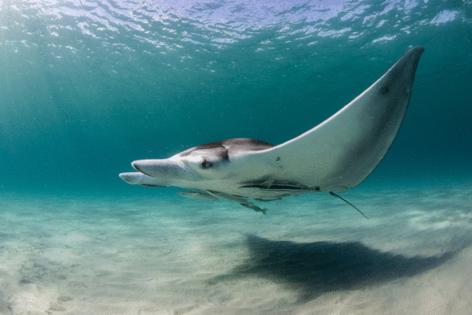 Bryant Turffs/The Florida Manta Project/TNS