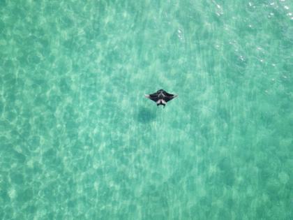 Jessica Pate/The Florida Manta Project/TNS