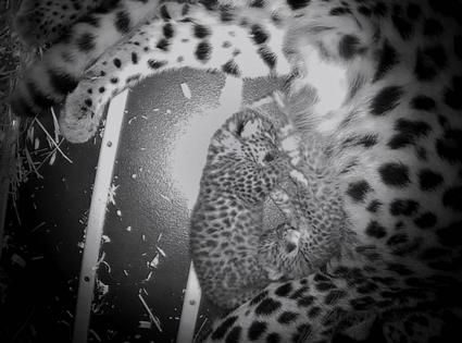 Brookfield Zoo Chicago/TNS