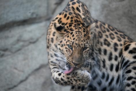 Brookfield Zoo Chicago/TNS