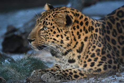 Brookfield Zoo Chicago/TNS