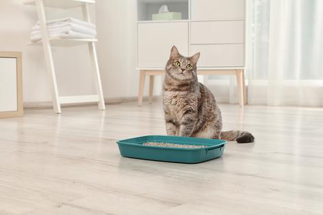 Inappropriate urination and marking are often signs that something feels off for a cat – medically, emotionally, or socially, writes Cathy M. Rosenthal. (Dreamstime/TNS)