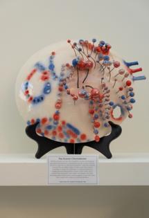 Layah Bogen/Institute for Translational Medicine and Therapeutics/TNS