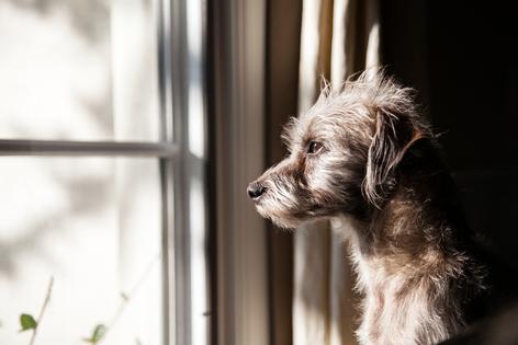 With senior pets sometimes we make accommodations that help them age gracefully, writes Cathy M. Rosenthal. (Dreamstime/TNS)
