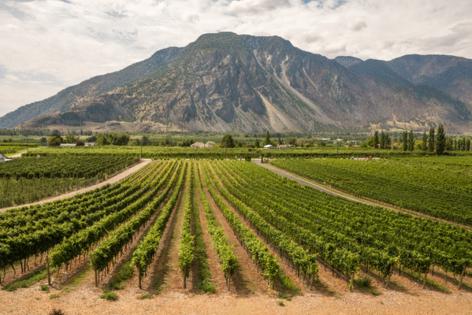 Preserved Light Photography/Wine Growers British Columbia/TNS