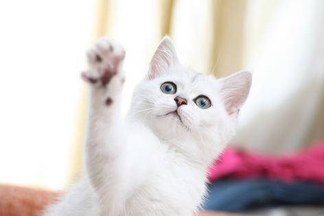 With the right mix of redirection, reinforcement, and routine, an energetic cat will learn better ways to get attention, writes Cathy M. Rosenthal. (Dreamstime/TNS)