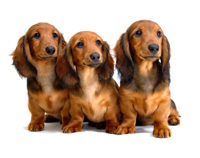 As you work with an nervous dog, watch closely to see if anything in the environment seems to trigger anxiety. You might be able to pinpoint what your pet is afraid of, writes Cathy M. Rosenthal. (Dreamstime/TNS)